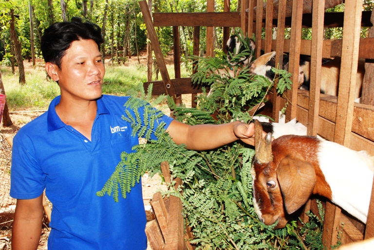 Anh Nguyễn Minh Hậu là thủ lĩnh của mô hình khởi nghiệp tổ hợp tác chăn nuôi dê kết hợp trồng tiêu, ấp Thanh Hải Thanh Lương.